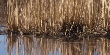 aspen reed leaks|aspenreed19